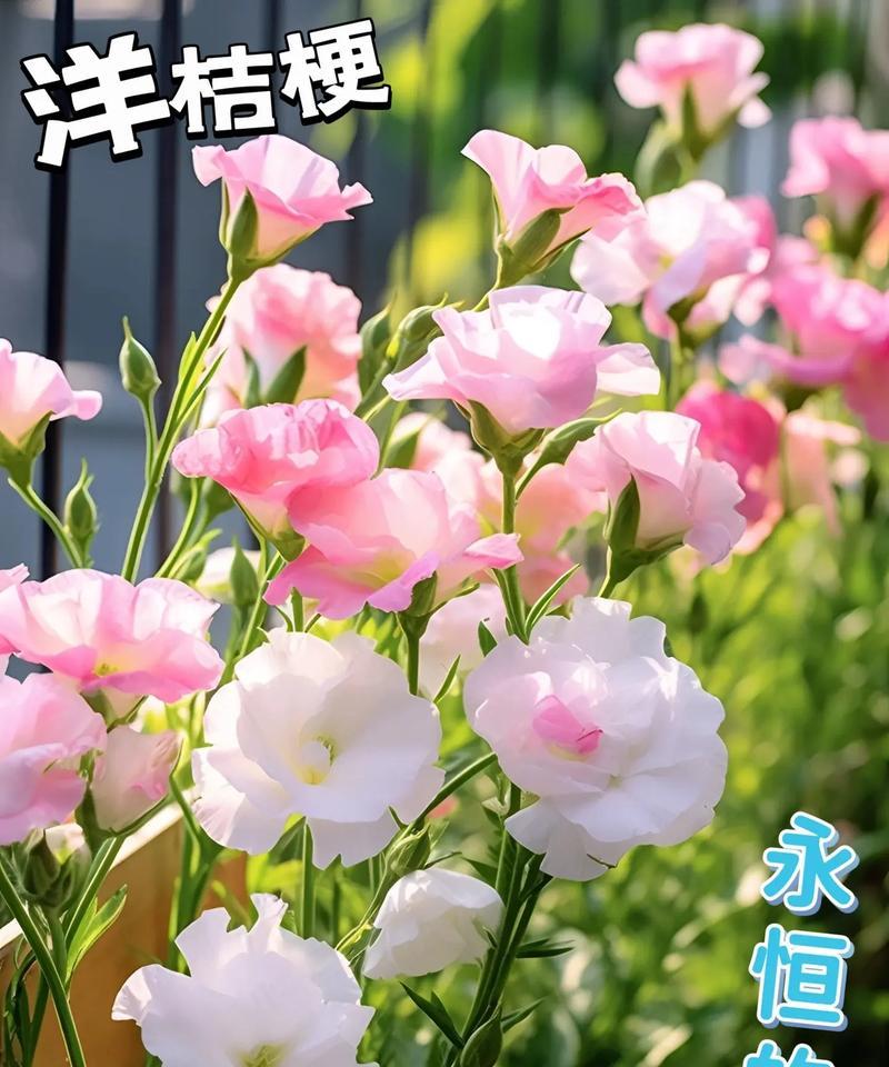 鸟巢蕨植物的花语有哪些？桔梗花的花语朋友是什么？