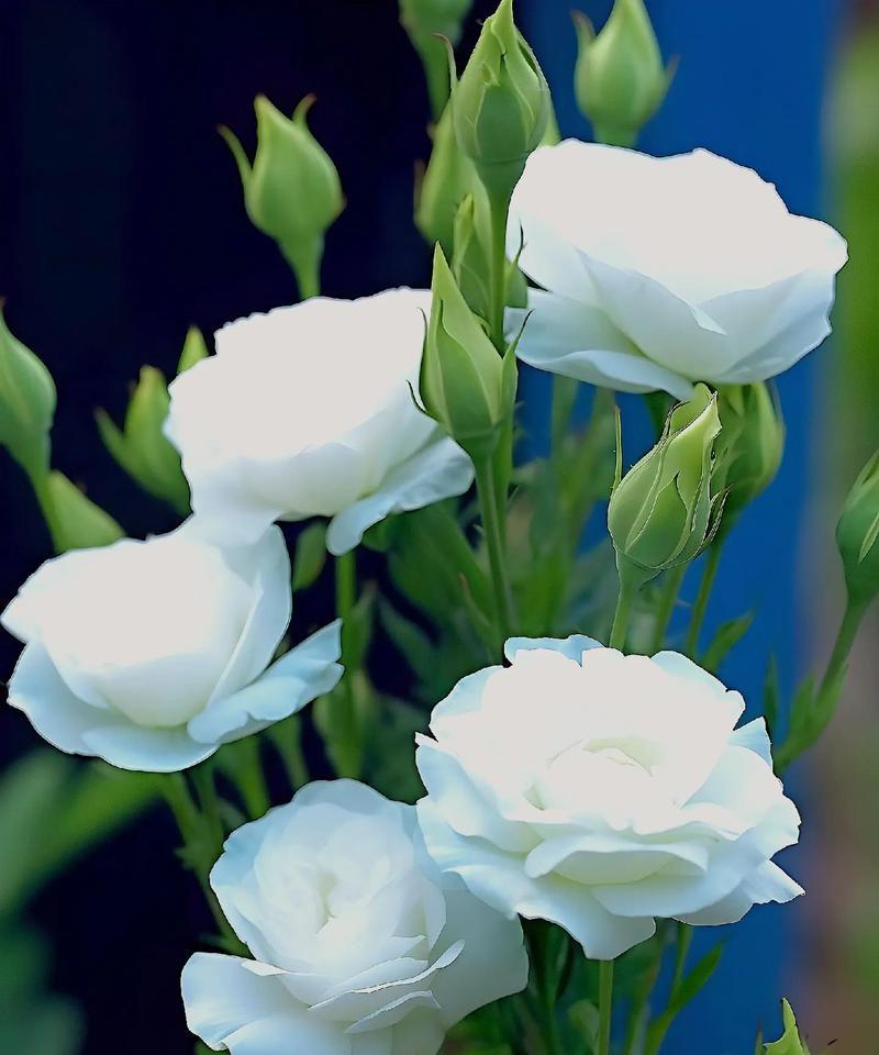 桔梗花的花语朋友有哪些？菊樱花花语是什么？