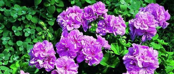 菊樱花花语有哪些？天竺葵花语是什么？