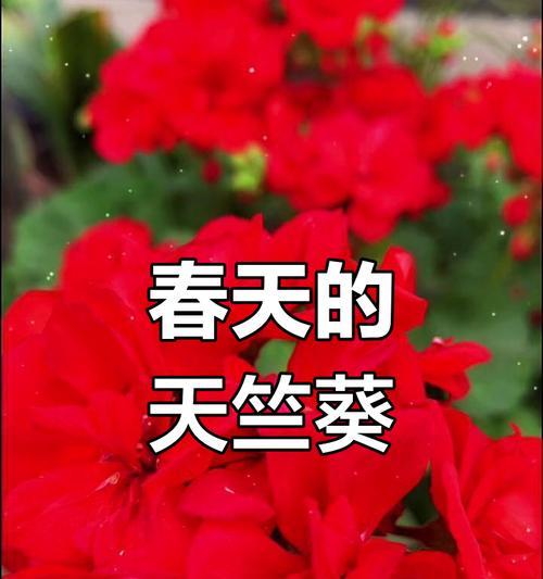 菊樱花花语有哪些？天竺葵花语是什么？