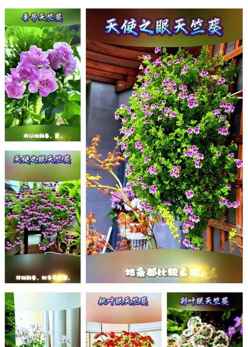 菊樱花花语有哪些？天竺葵花语是什么？