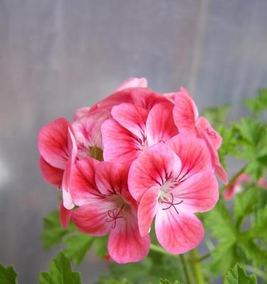天竺葵花语有哪些？粉红天竺葵的花语是什么？