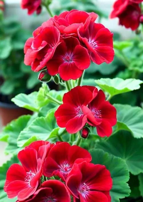 粉红天竺葵的花语有哪些？斑纹金露花的花语是什么？