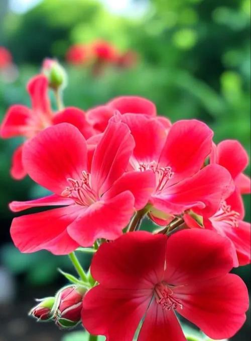 粉红天竺葵的花语有哪些？斑纹金露花的花语是什么？