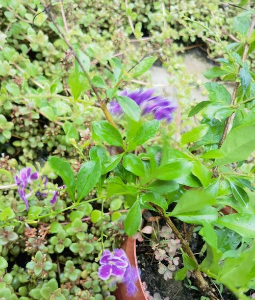 斑纹金露花的花语有哪些？樱花草花语报春花是什么？