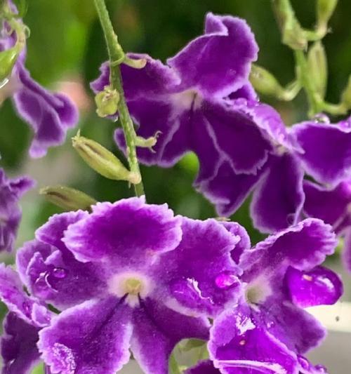 斑纹金露花的花语有哪些？樱花草花语报春花是什么？
