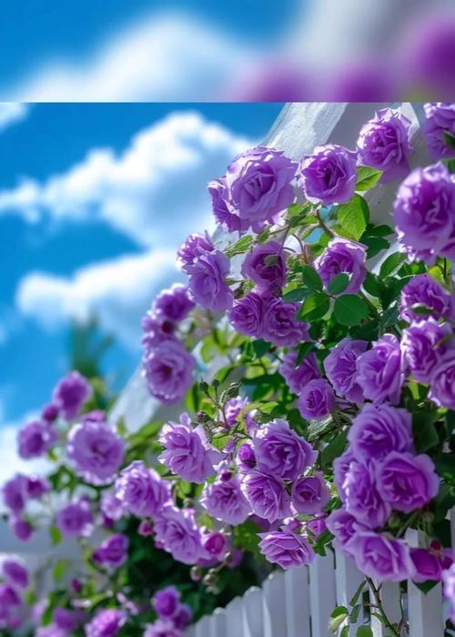 蔷薇花的花语短句有哪些？满天星道歉的花语是什么？