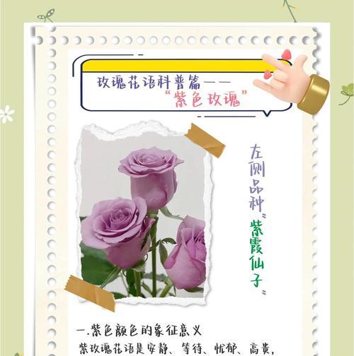 玫瑰花的花语朋友是什么？如何选择送给朋友？