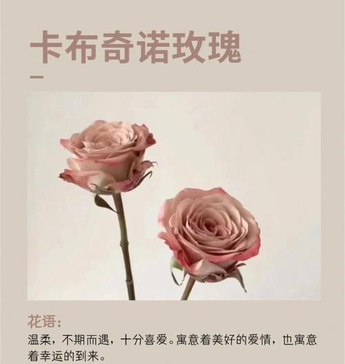 玫瑰花花语20支代表什么？送20支玫瑰的意义是什么？
