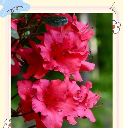 杜鹃花花语及寓意是什么？杜鹃花象征着什么？