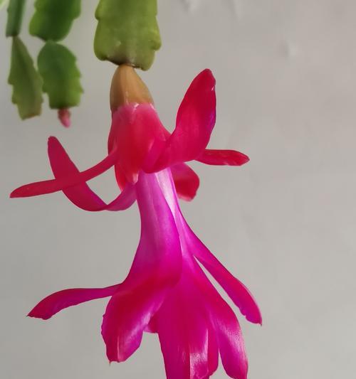蟹爪兰是什么花语？蟹爪兰的寓意有哪些？