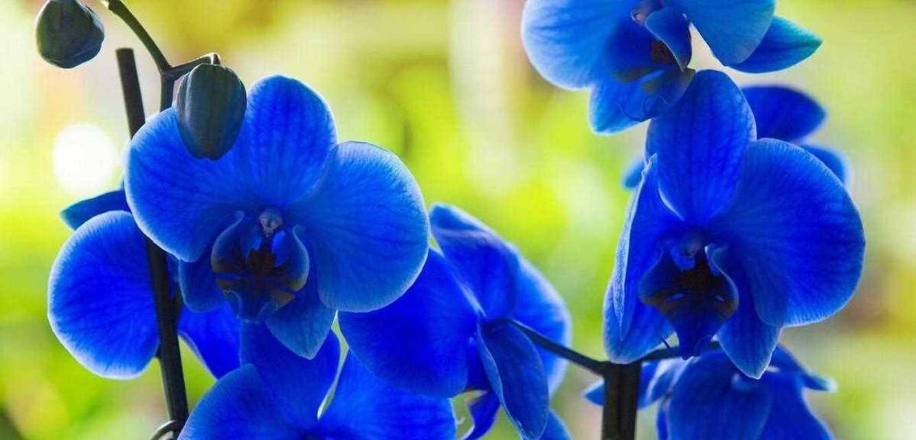 红心蝴蝶兰的花语是什么？红心蝴蝶兰代表什么？
