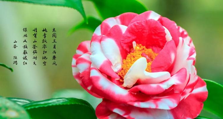 姬和观代表的花语是什么？这两种花分别代表什么？