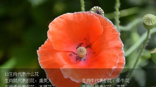 姬和观代表的花语是什么？这两种花分别代表什么？