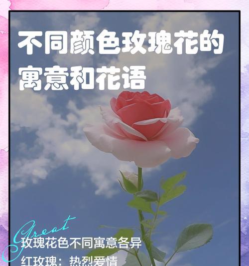 姬和观代表的花语是什么？这两种花分别代表什么？