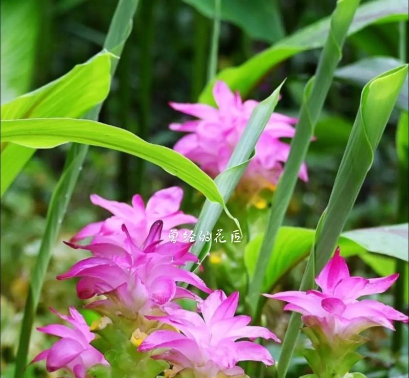 那种花花语是回忆？哪种花代表过去的记忆？