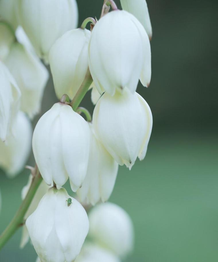 菠萝花的花语意义是什么？菠萝花象征着什么？