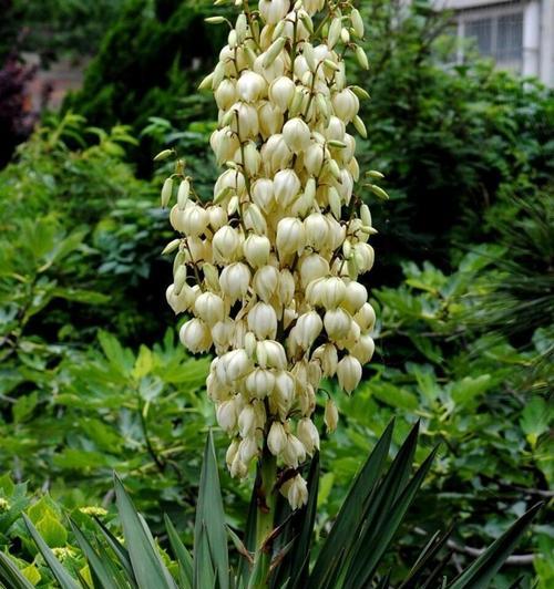 菠萝花的花语意义是什么？菠萝花象征着什么？