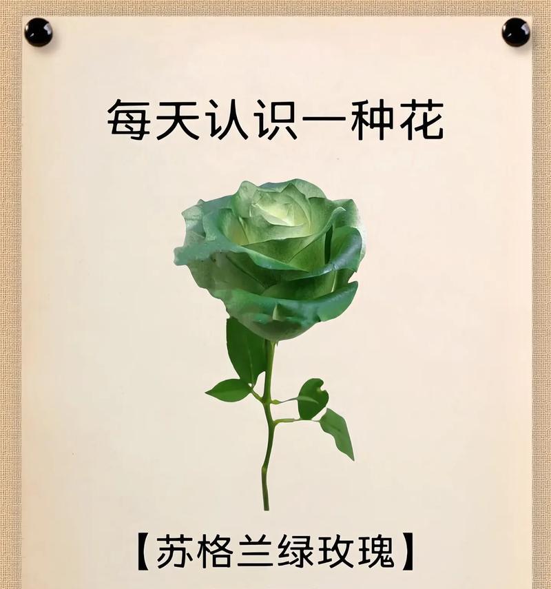 紫色夕颜花的花语是什么？夕颜花的寓意有哪些？