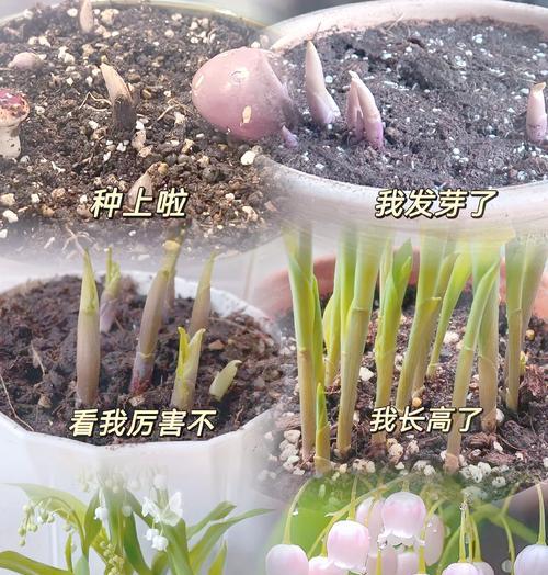 花语风雨后的幸福是什么？这种花语有何深意？