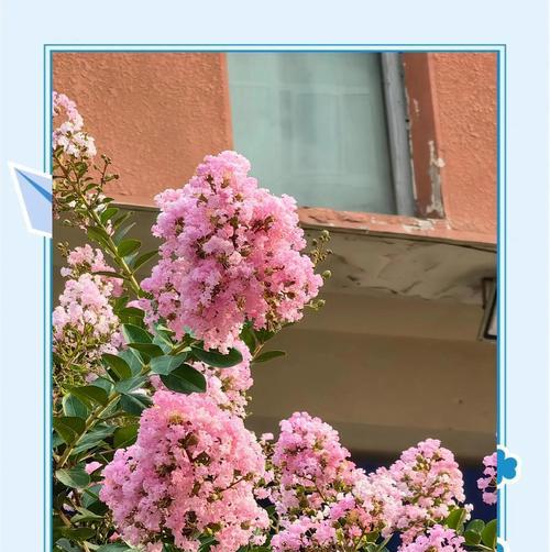紫薇花的花语的诗？紫薇花的花语有哪些诗意表达？