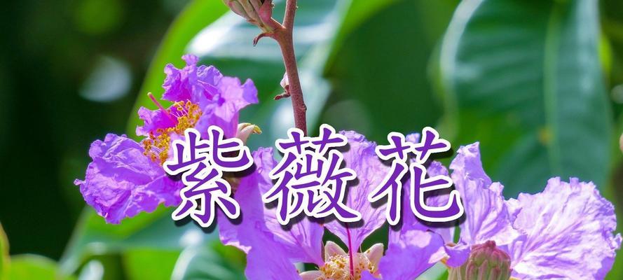 紫薇花的花语的诗？紫薇花的花语有哪些诗意表达？