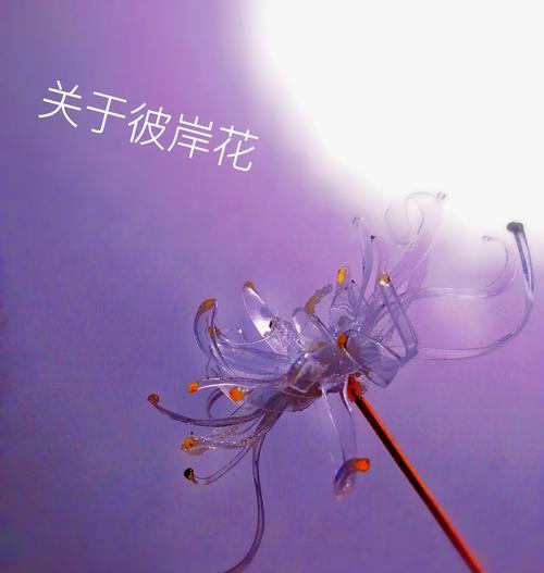 各花的花语和传说？花语背后有哪些美丽传说？