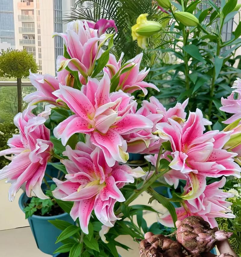 各花的花语和传说？花语背后有哪些美丽传说？