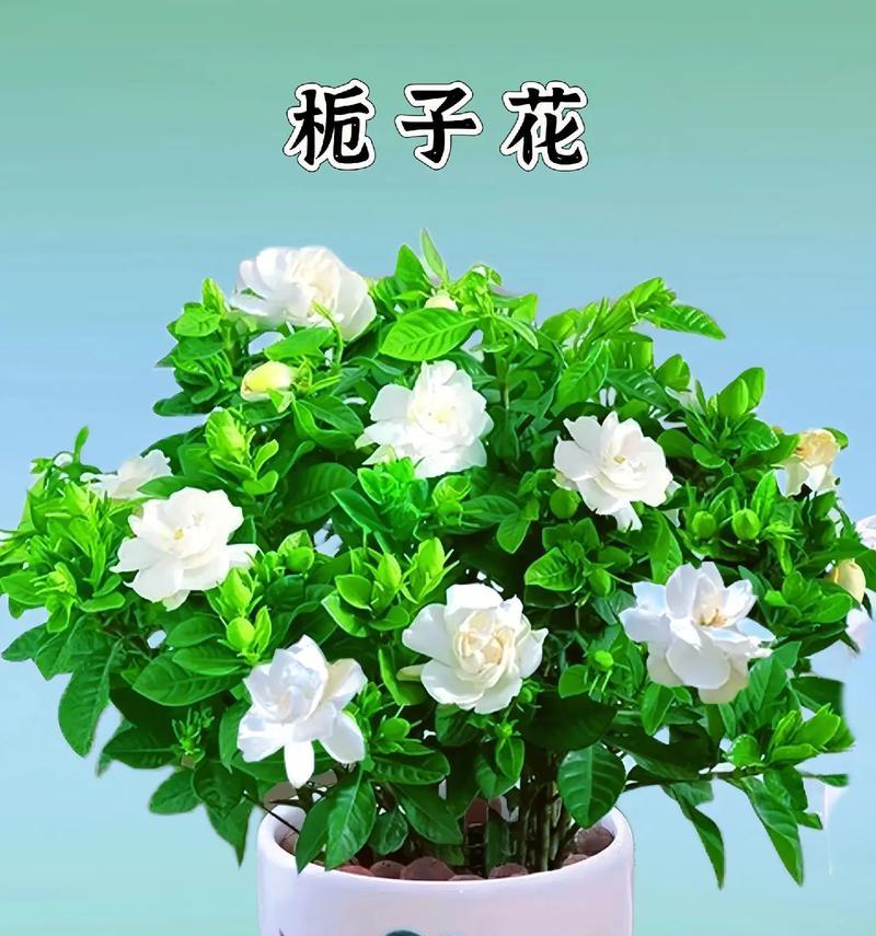 栀子花的真正花语是什么？栀子花的花语有何深层含义？