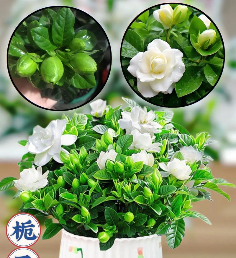 栀子花的真正花语是什么？栀子花的花语有何深层含义？