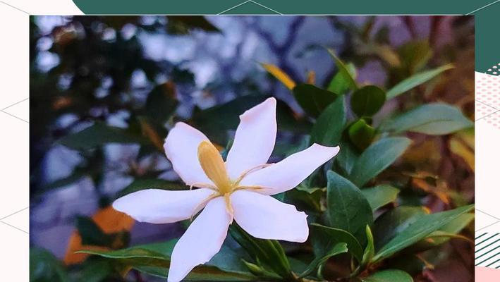 山野小黄花的花语是什么？小黄花在自然界中的意义是什么？