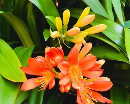 君子兰颜色和花语？不同颜色君子兰的花语有何不同？