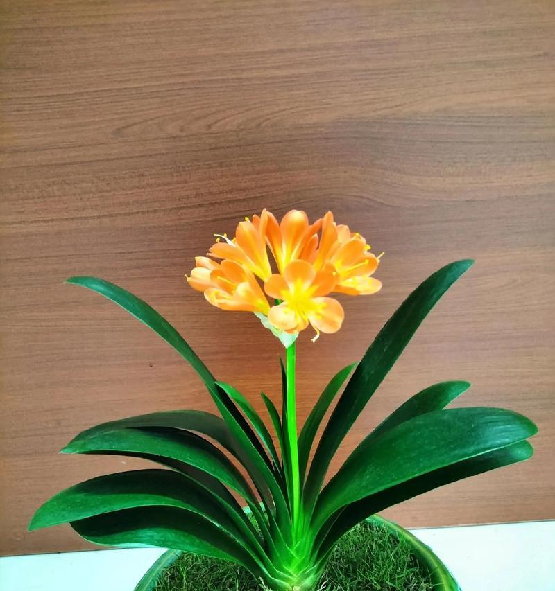 君子兰颜色和花语？不同颜色君子兰的花语有何不同？