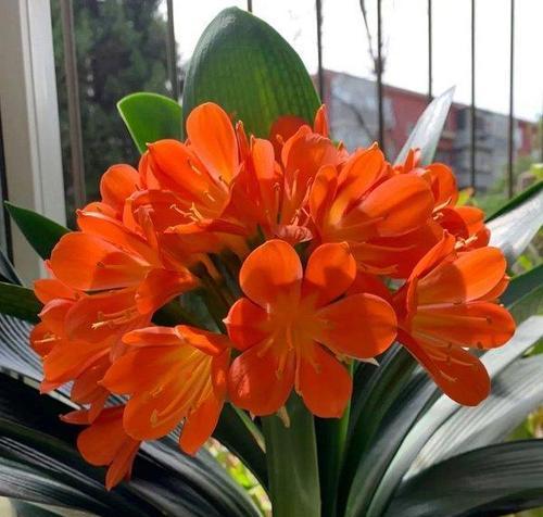 君子兰颜色和花语？不同颜色君子兰的花语有何不同？