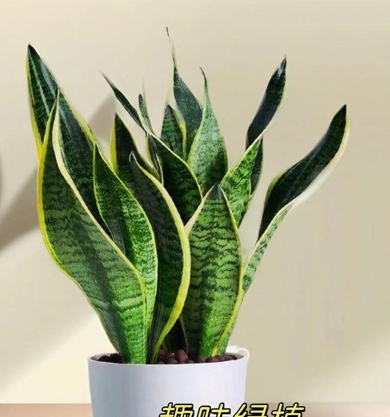 虎尾兰的花语寓意是什么？虎尾兰象征着什么？