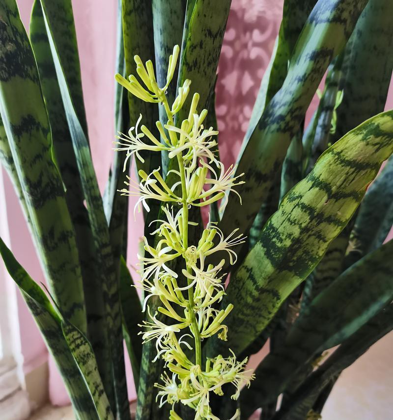 虎尾兰的花语寓意是什么？虎尾兰象征着什么？