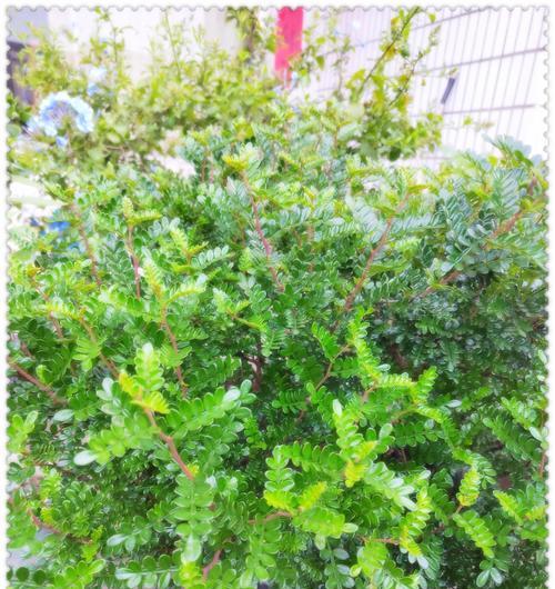 连香树花语是什么？连香树的花语有何特别之处？
