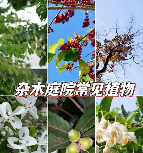 连香树花语是什么？连香树的花语有何特别之处？