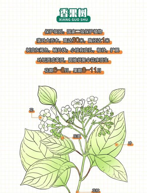 连香树花语是什么？连香树的花语有何特别之处？