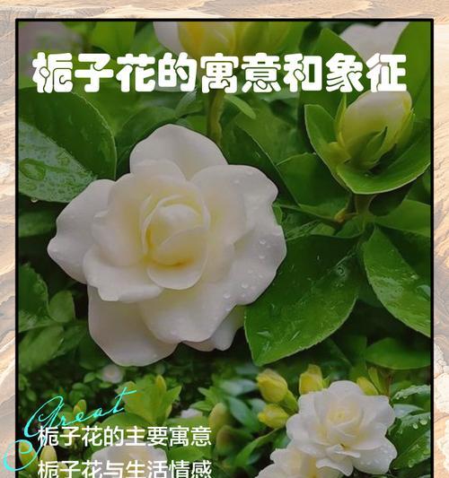 栀子花花语与花期？栀子花的花语与它的花期有何关联？