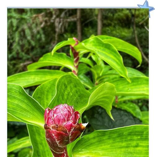 红花闭鞘姜的花语是什么？红花闭鞘姜的花语有何深意？