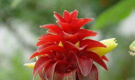 红花闭鞘姜的花语是什么？红花闭鞘姜的花语有何深意？