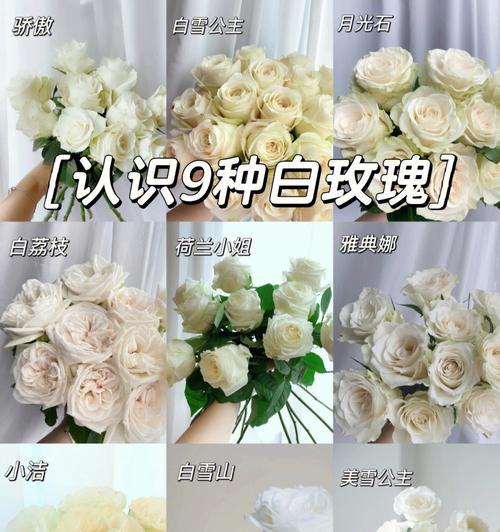 白玫瑰花语的故事？白玫瑰的花语背后有哪些故事？