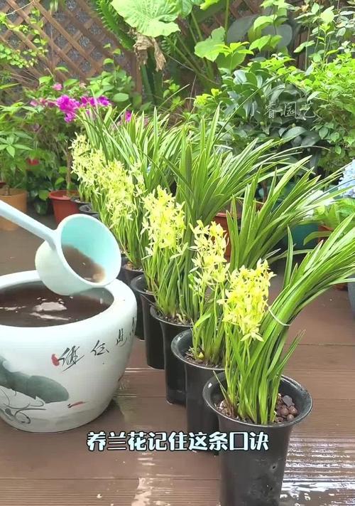 刚浇水的兰花语句是什么？兰花在浇水后有何特别的花语？