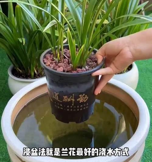 刚浇水的兰花语句是什么？兰花在浇水后有何特别的花语？