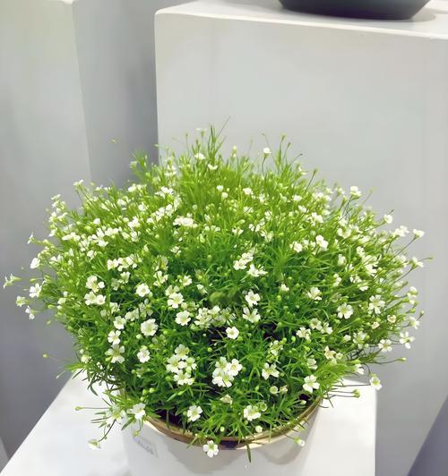 草莓加满天星花语是什么？草莓与满天星组合的花语含义？