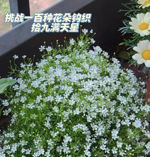 草莓加满天星花语是什么？草莓与满天星组合的花语含义？