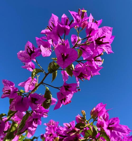 花草树木花语寓意？如何理解自然界的花语与寓意？