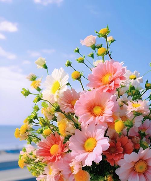 重瓣白色菊花的花语是什么？它象征着什么？