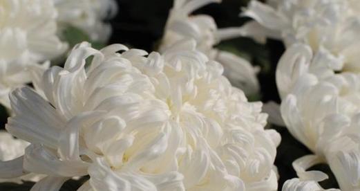重瓣白色菊花的花语是什么？它象征着什么？